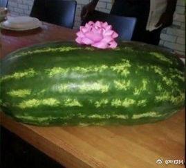 吃瓜文是什么,吃瓜文背后的真相与内幕